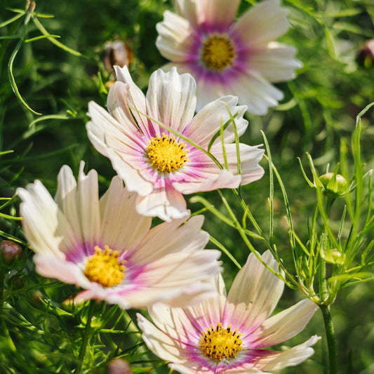 Cosmos bipinnatus ‘Apricot Lemonade’ (cosmea)