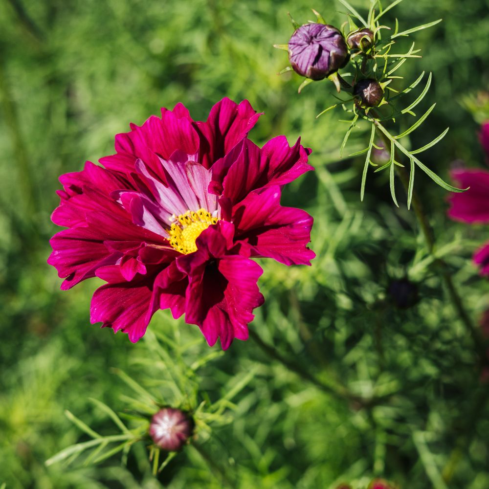 Cosmos bipinnatus ‘Double Click Cranberries’ (cosmea)