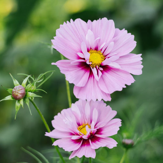 Cosmos bipinnatus ‘Fizzy Pink’ (cosmea)