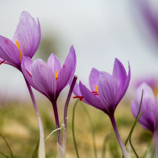Crocus sativus (saffraankrokus, 10 stuks) BIO