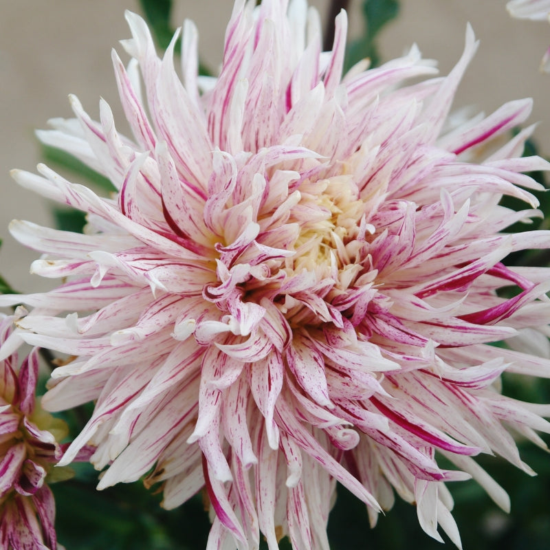 Dahlia 'Avignon' BIO