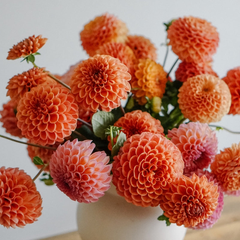 Dahlia 'Cornel Bronze' BIO