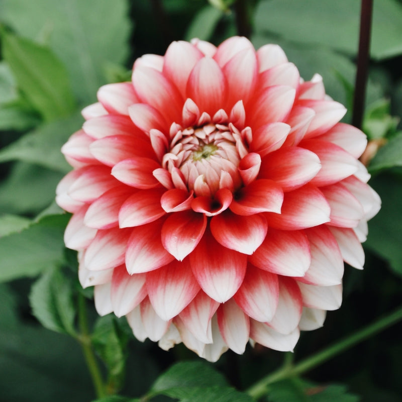 Dahlia 'Larry's Love' BIO
