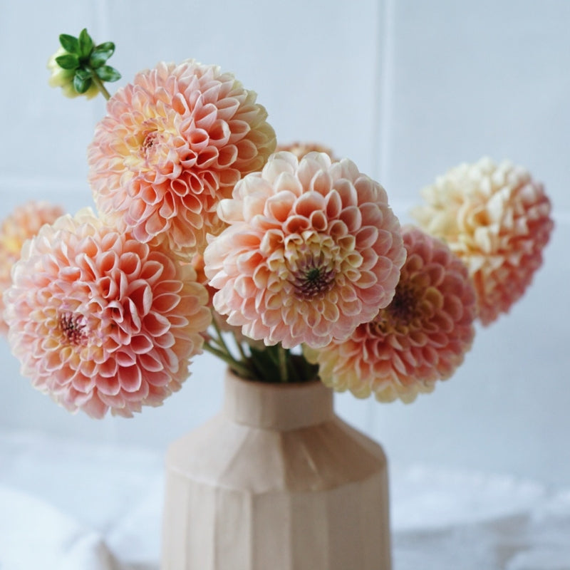 Dahlia 'Nathalie G’