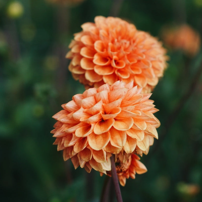 Dahlia 'Sylvia' BIO