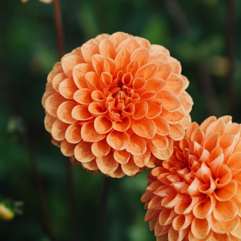 Dahlia 'Sylvia' BIO