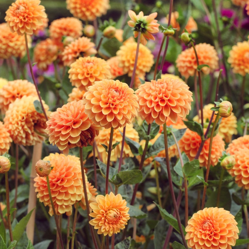 Dahlia 'Sylvia' BIO