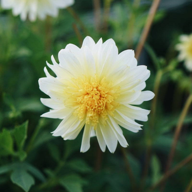Dahlia 'Platinum Blonde'