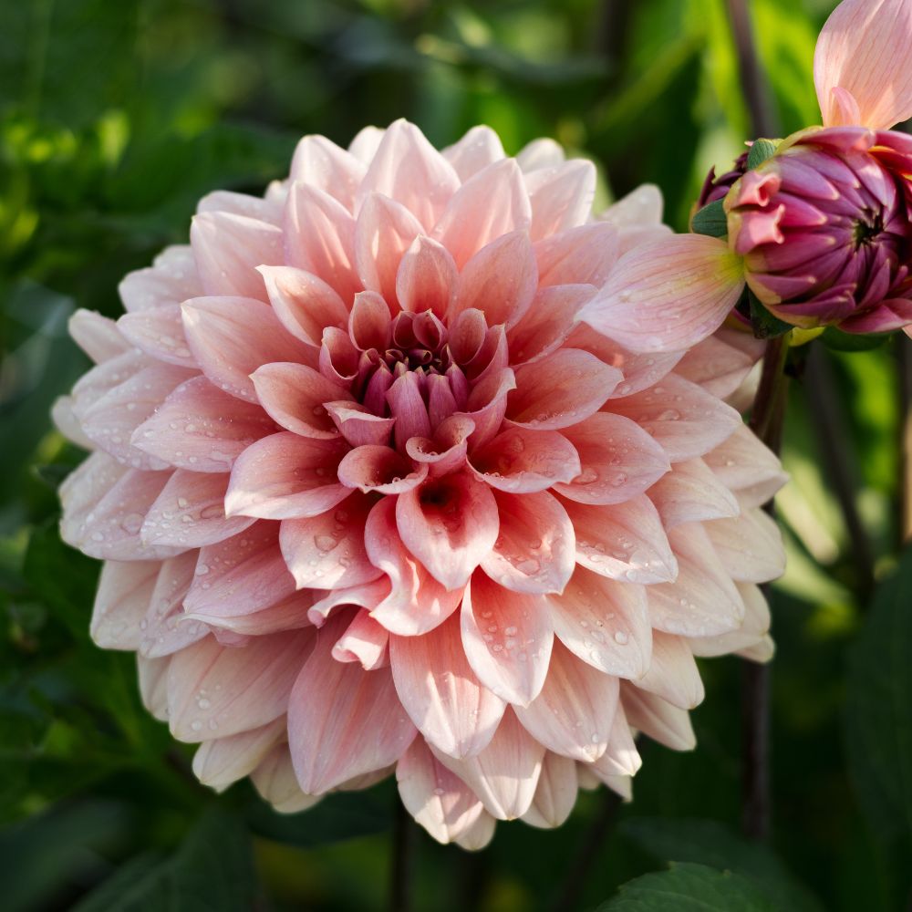 Dahlia 'Anne Claire'