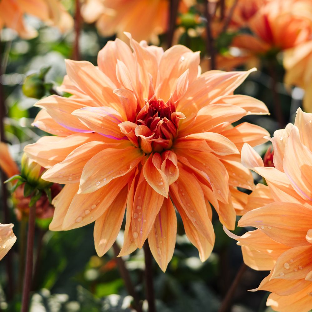 Dahlia 'Babylon Brons'
