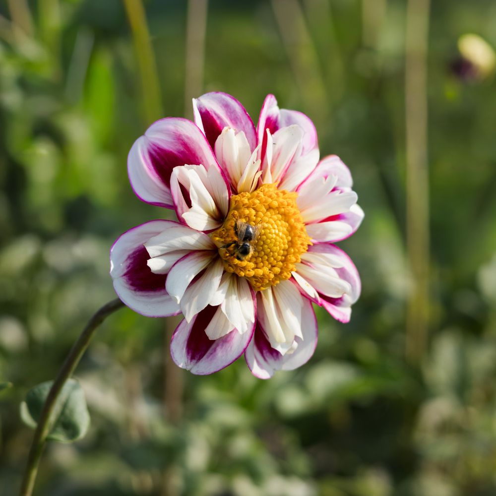 Dahlia 'Bumble Rumble'