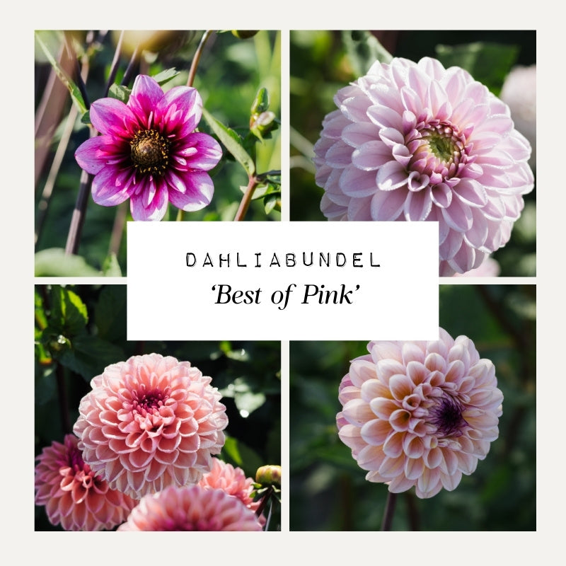 Plukbundel 'Soft Pink' - Compleet boeket met eenjarigen en dahlia's