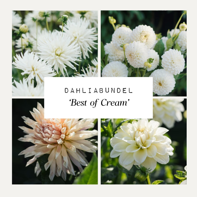 Dahliabundel 'Best of Cream'