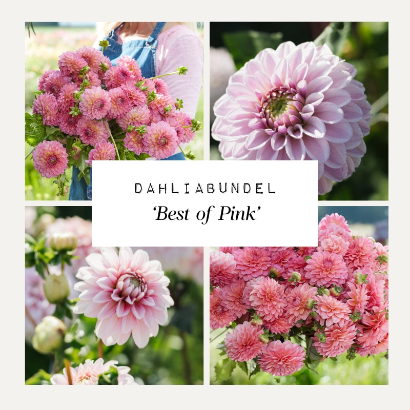 Dahliabundel 'Best of Pink'