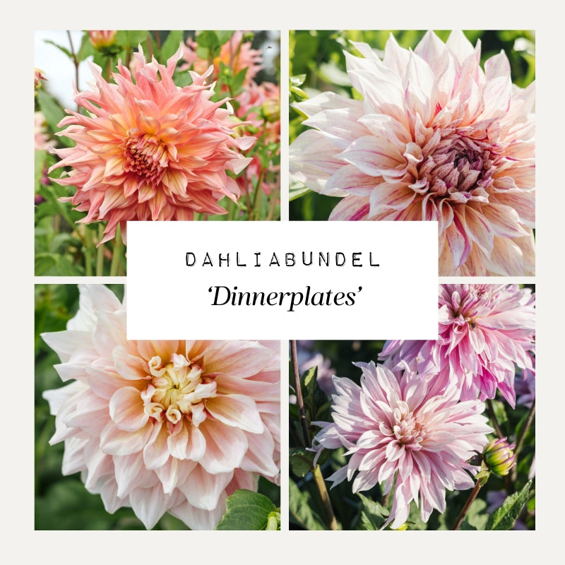Dahliabundel 'Dinnerplates'