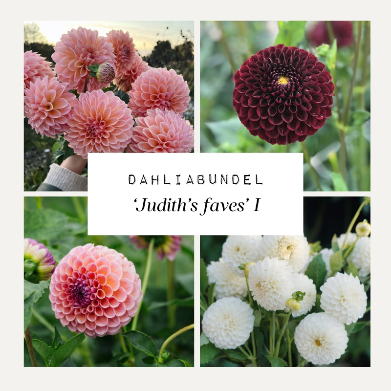 Dahliabundel 'Judith's Faves' I