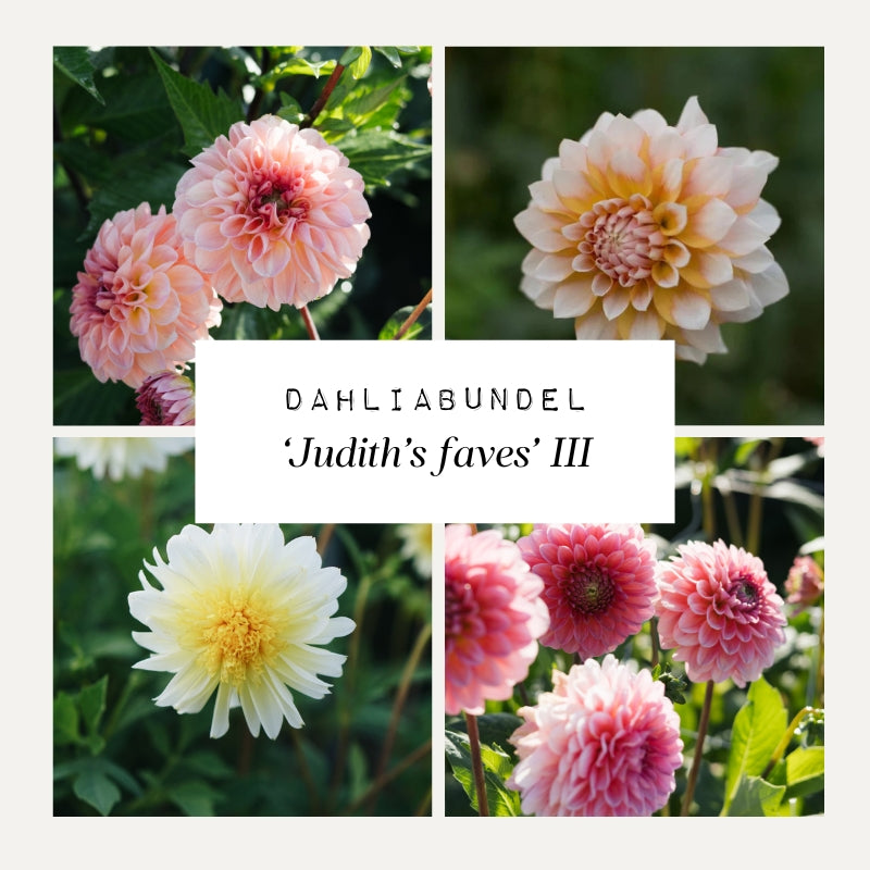 Dahliabundel 'Judith's Faves' III