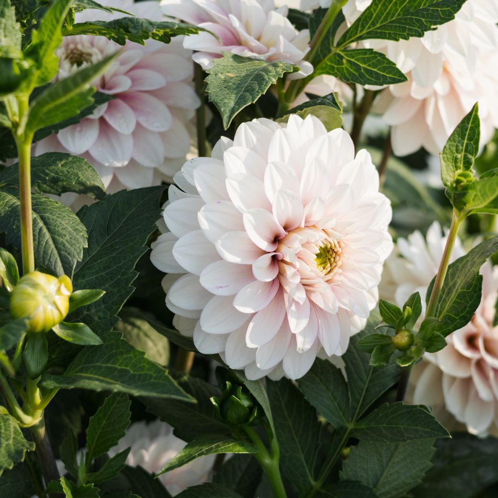 Dahliabundel 'Best of White'