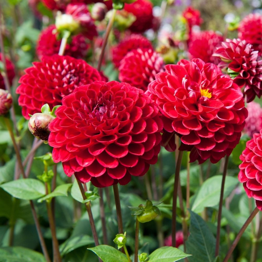 Dahlia 'Cornel' BIO