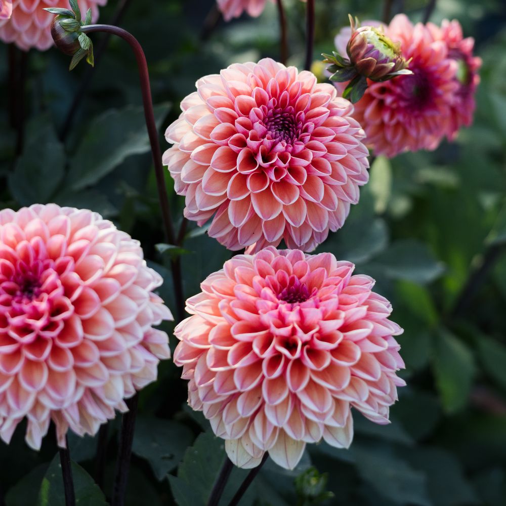 Dahlia 'Daisy Duke'