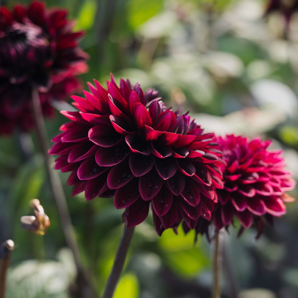 Dahlia 'Dark Destiny'