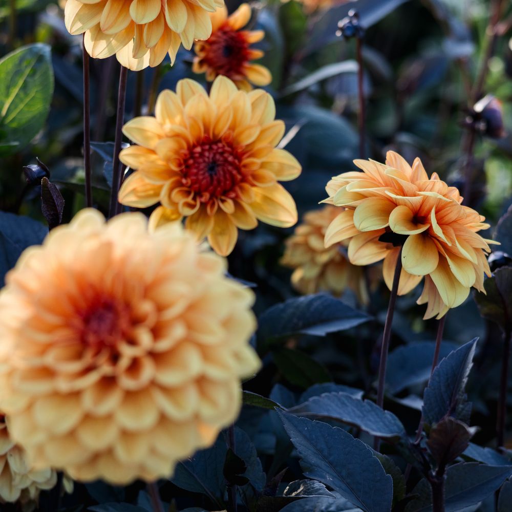 Dahlia 'David Howard' BIO