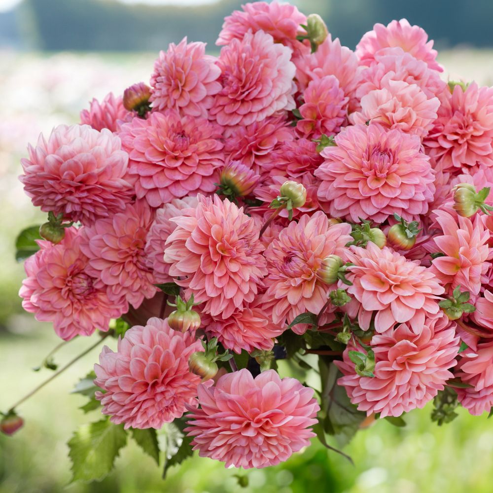 Dahliabundel 'Best of Pink'