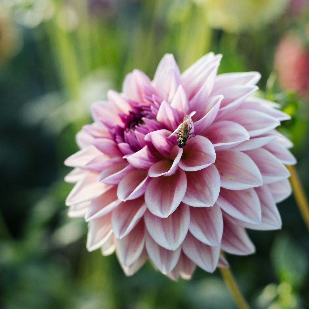 Dahlia 'Dusty Beauty'