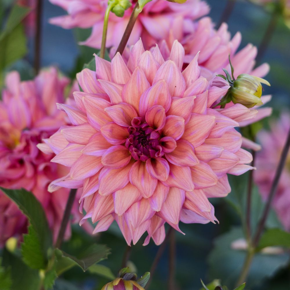 Dahlia 'Feline Yvonne'