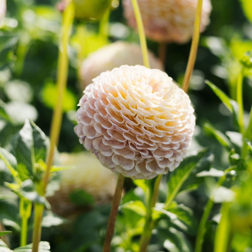 Dahlia 'Hapet Compo'