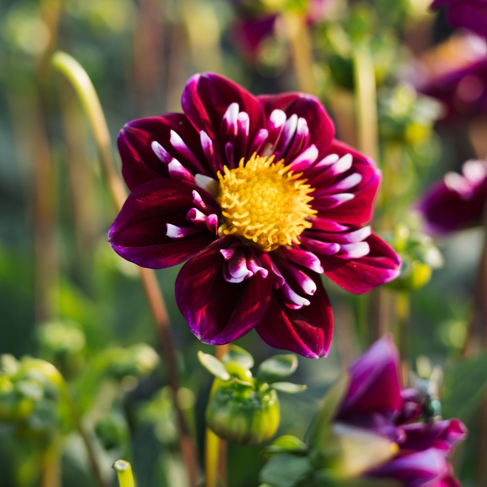 Dahlia 'Impression Fantastico' BIO