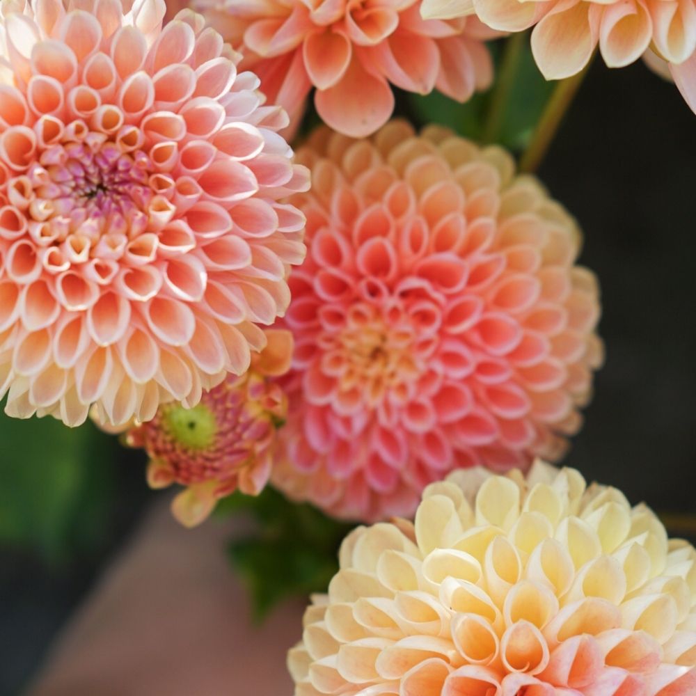 Dahlia 'Jowey Nicky'
