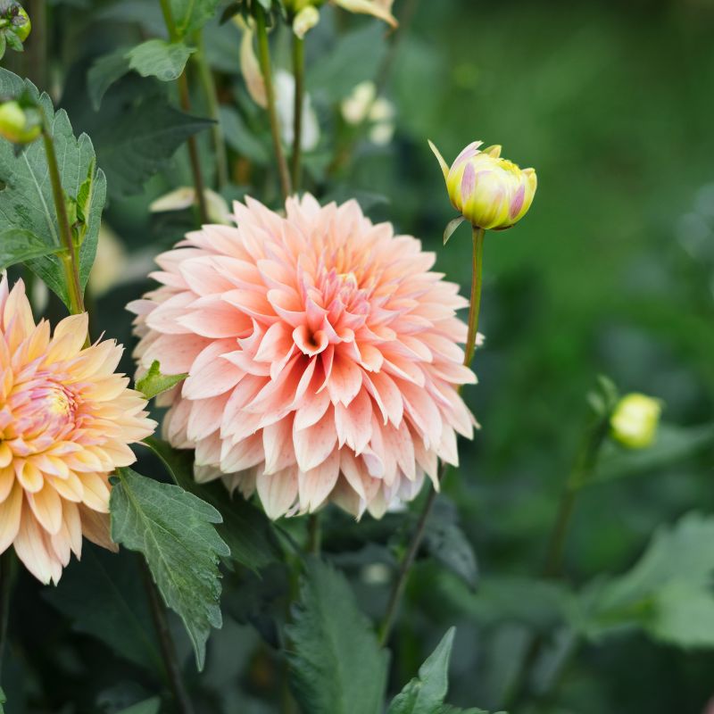 Dahlia 'Kick Off'