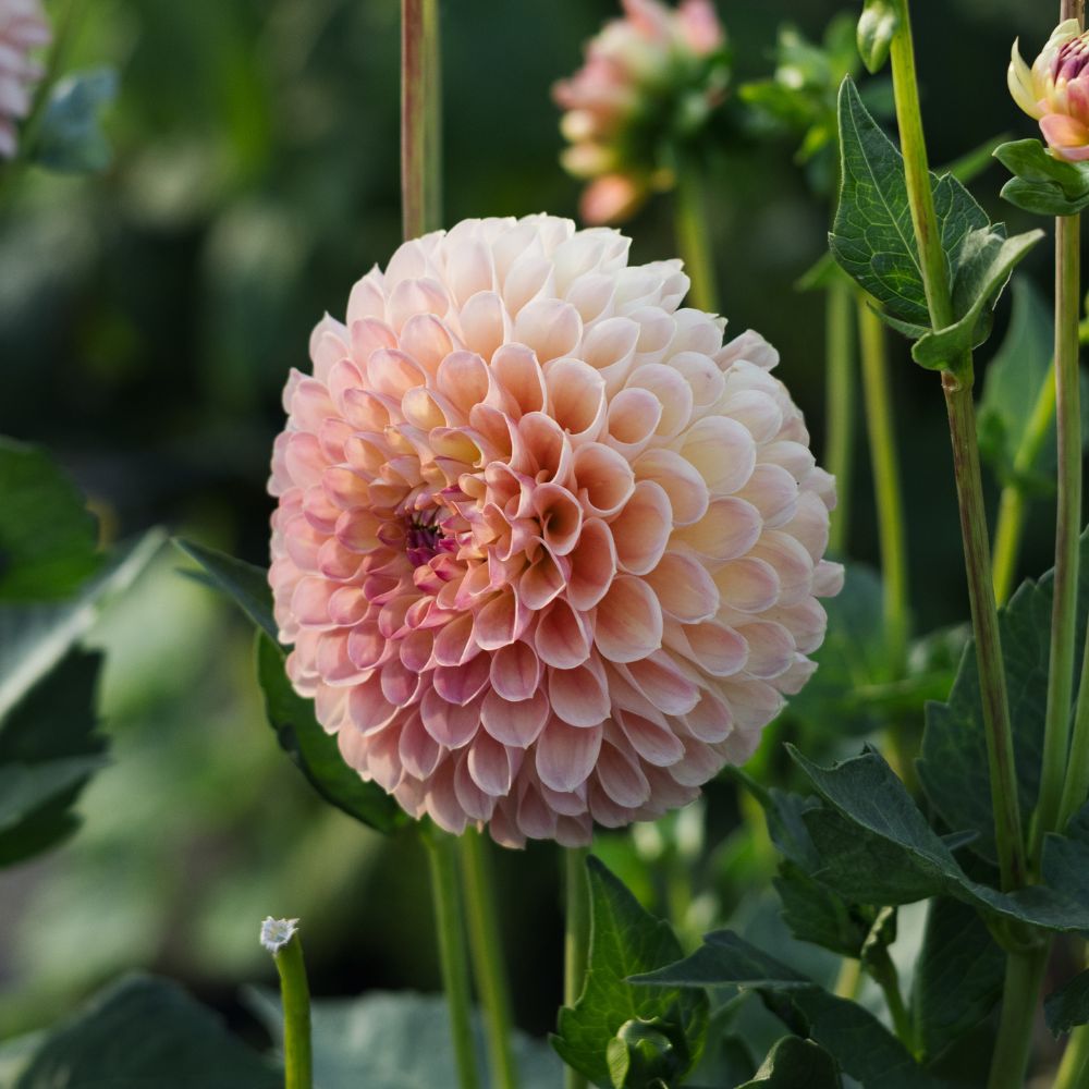Dahlia 'LATE'