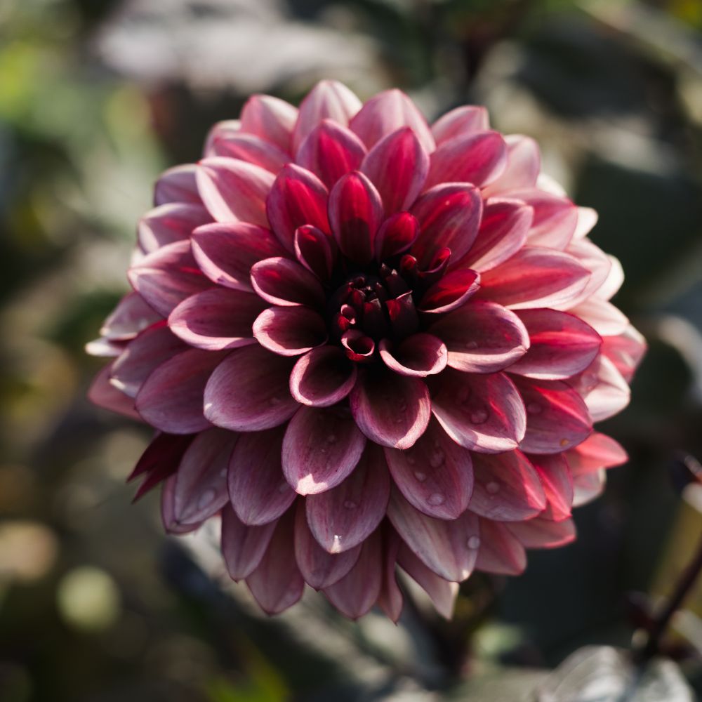 Dahlia 'Night Silence'