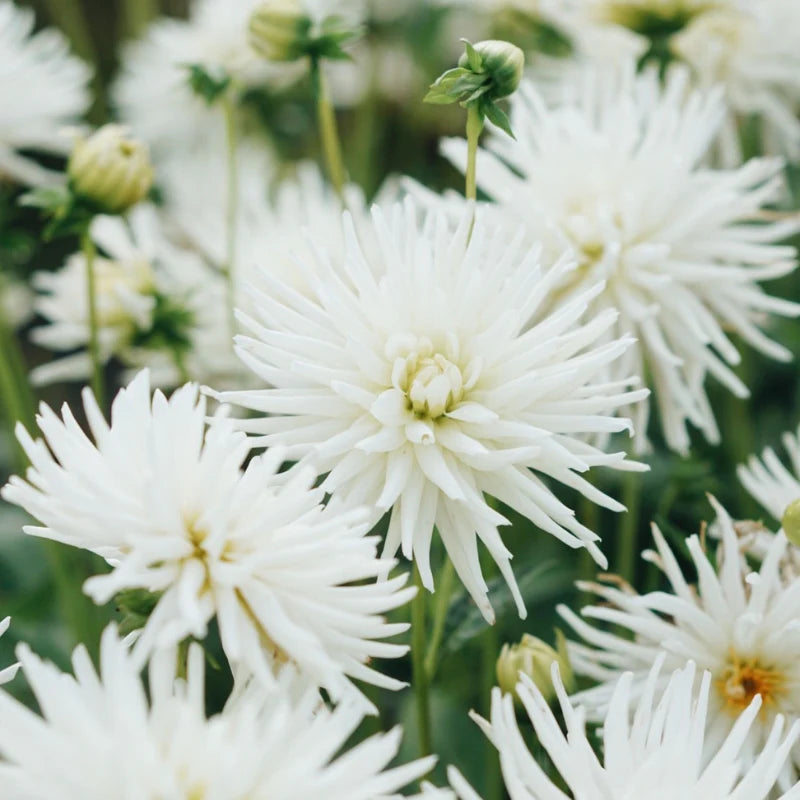 Dahliabundel 'Best of Cream'