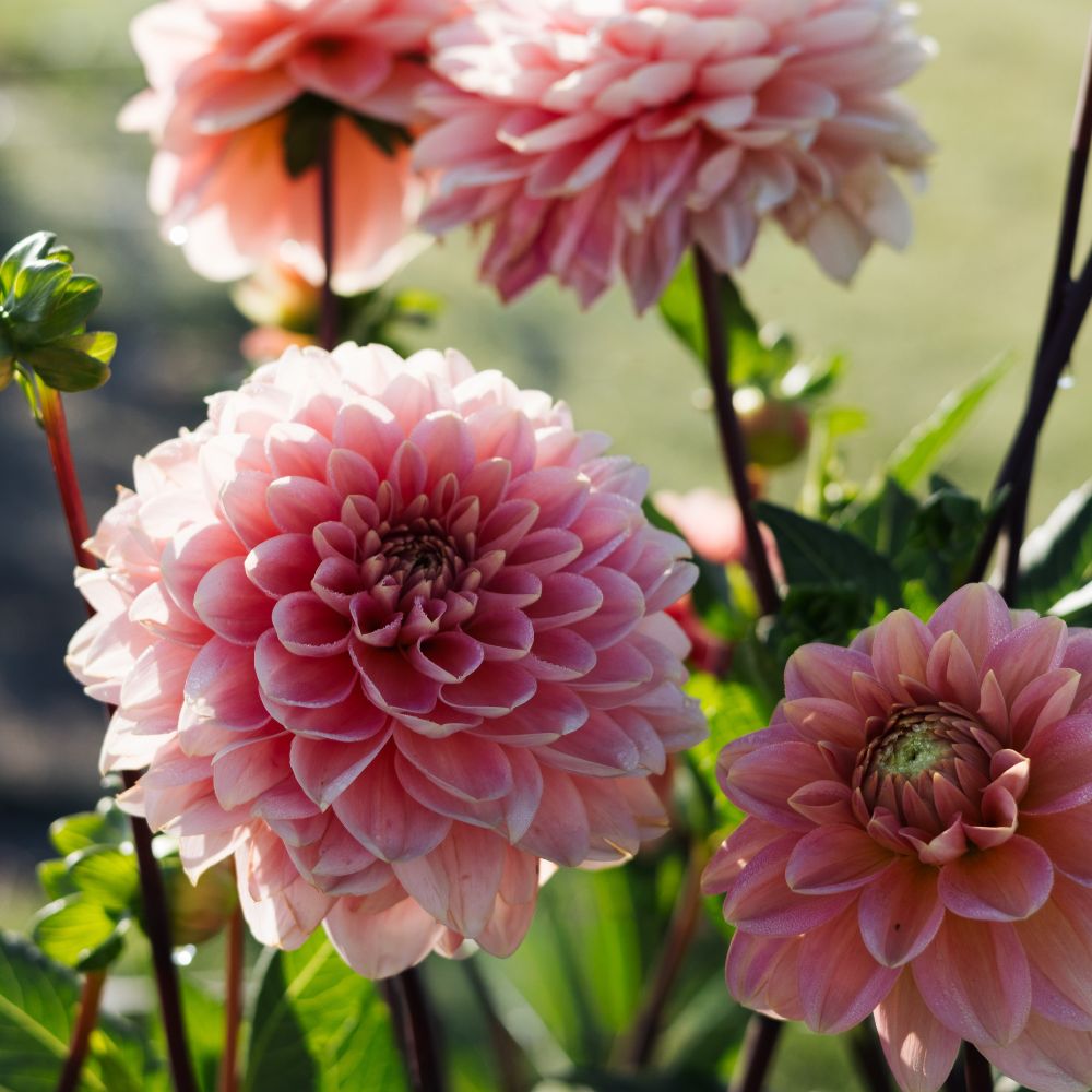 Dahlia 'Rosario'
