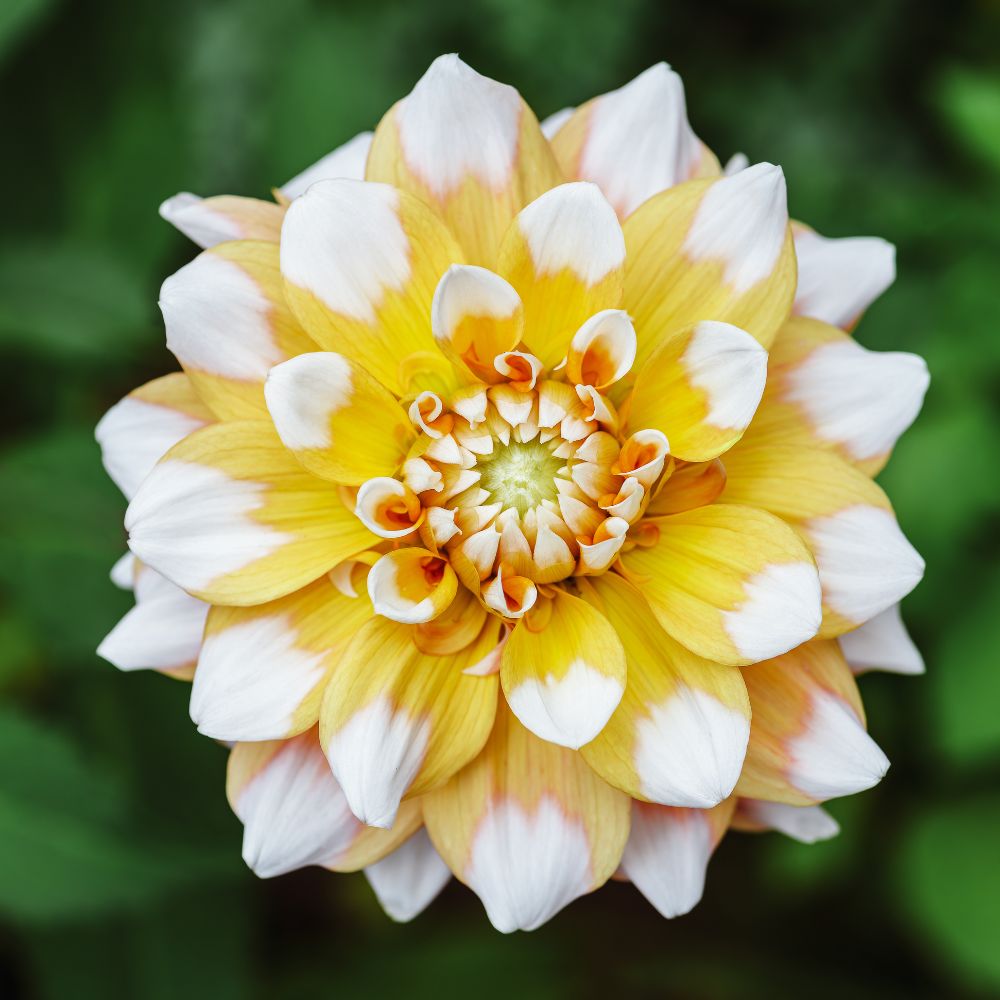 Dahlia 'Seattle' BIO