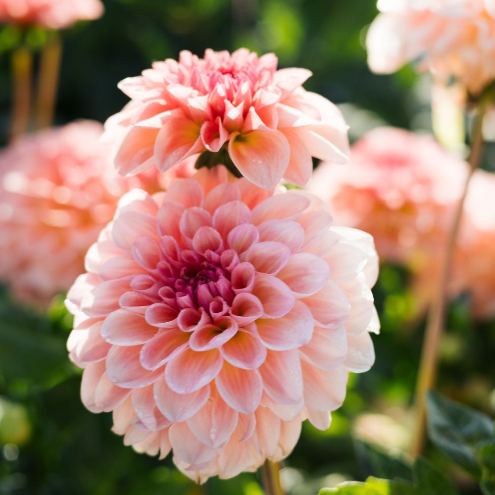 Dahliabundel 'Judith's Faves' III