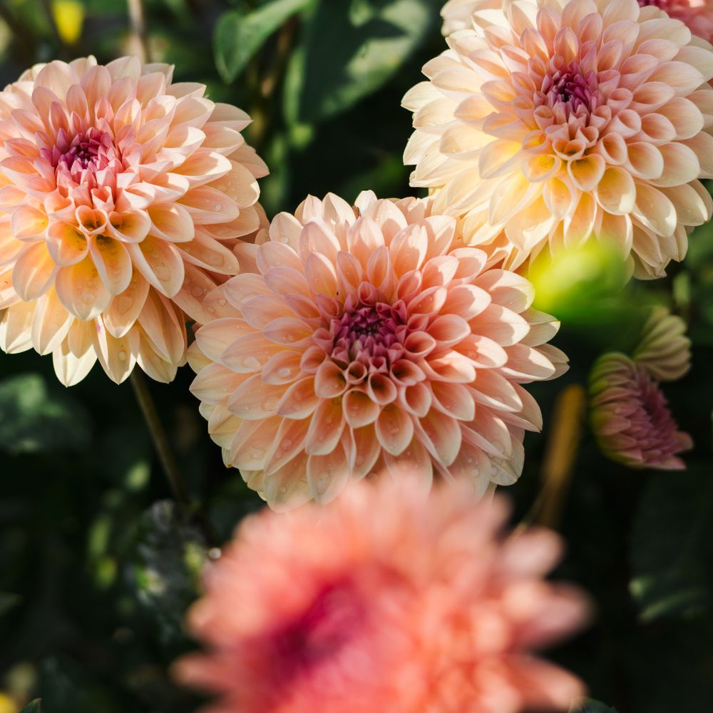 Dahlia 'Sebastian'
