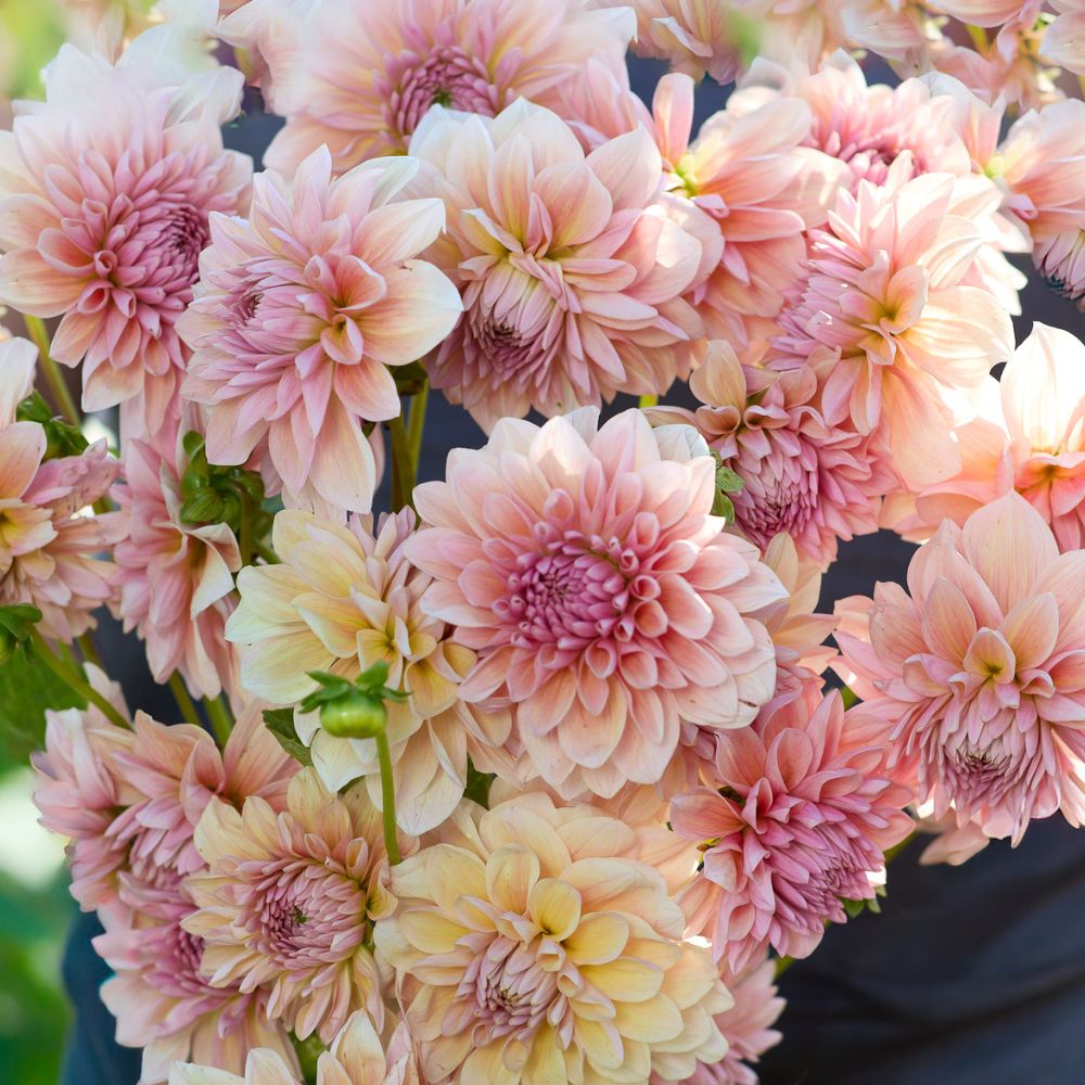Dahlia 'Sturm Sweet Maria'