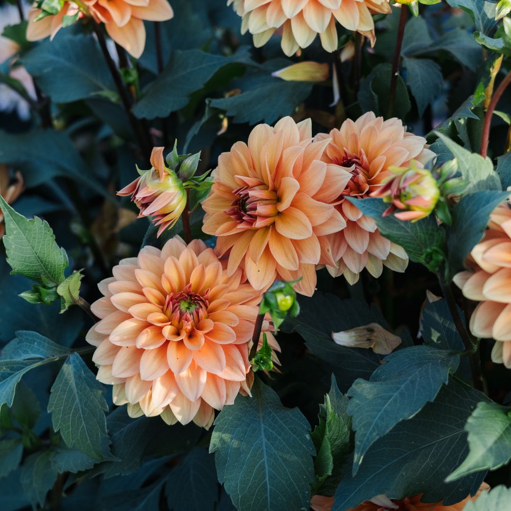 Dahlia 'Summer Flame' BIO