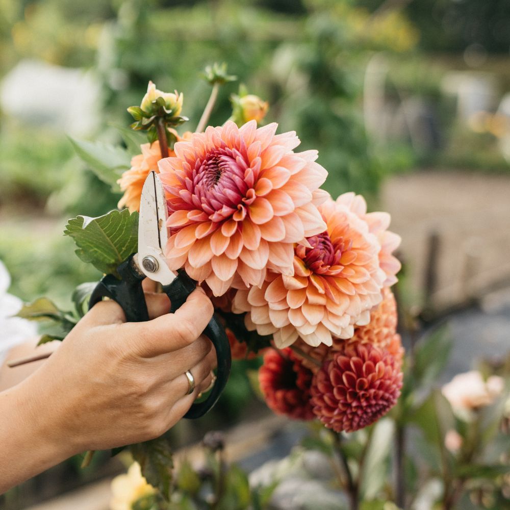 Dahlia 'Sweet Sanne'