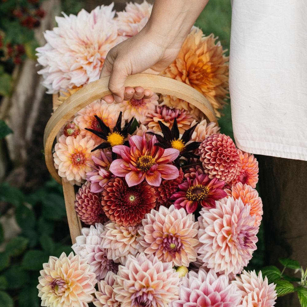 Dahlia 'Verrone's Obsidian'