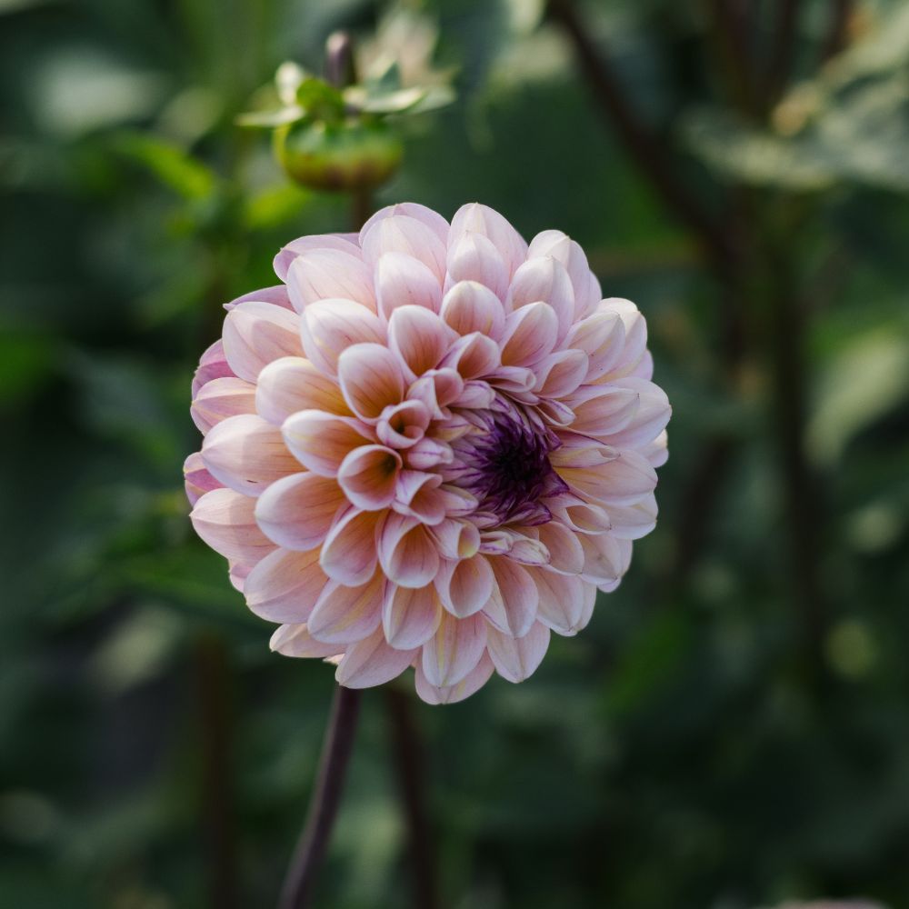 Dahlia 'Wine Eyed Jill'