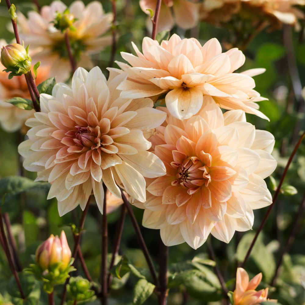Dahlia 'Yvonne'