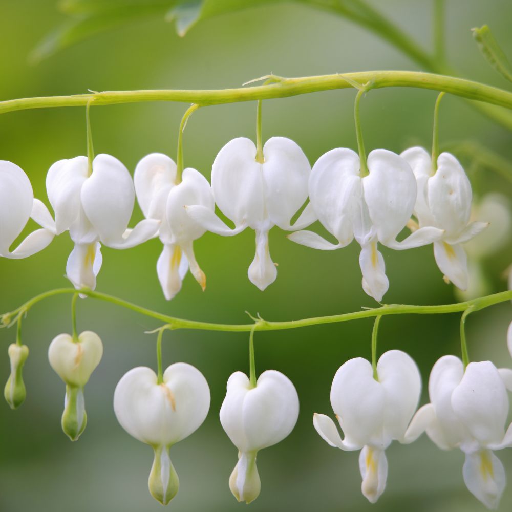 Dicentra spectabilis 'Alba' (gebroken hartje) BIO
