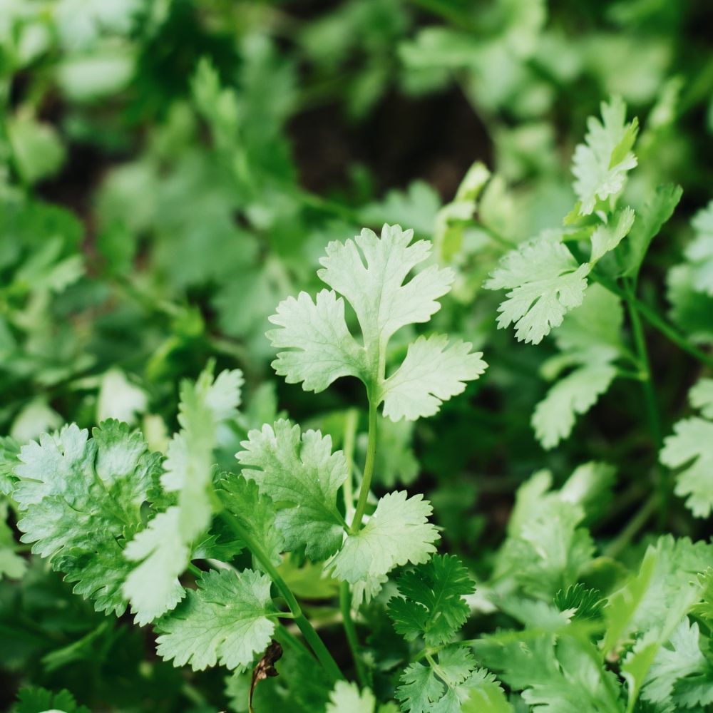 Koriander (Coriandrum sativum) BIO