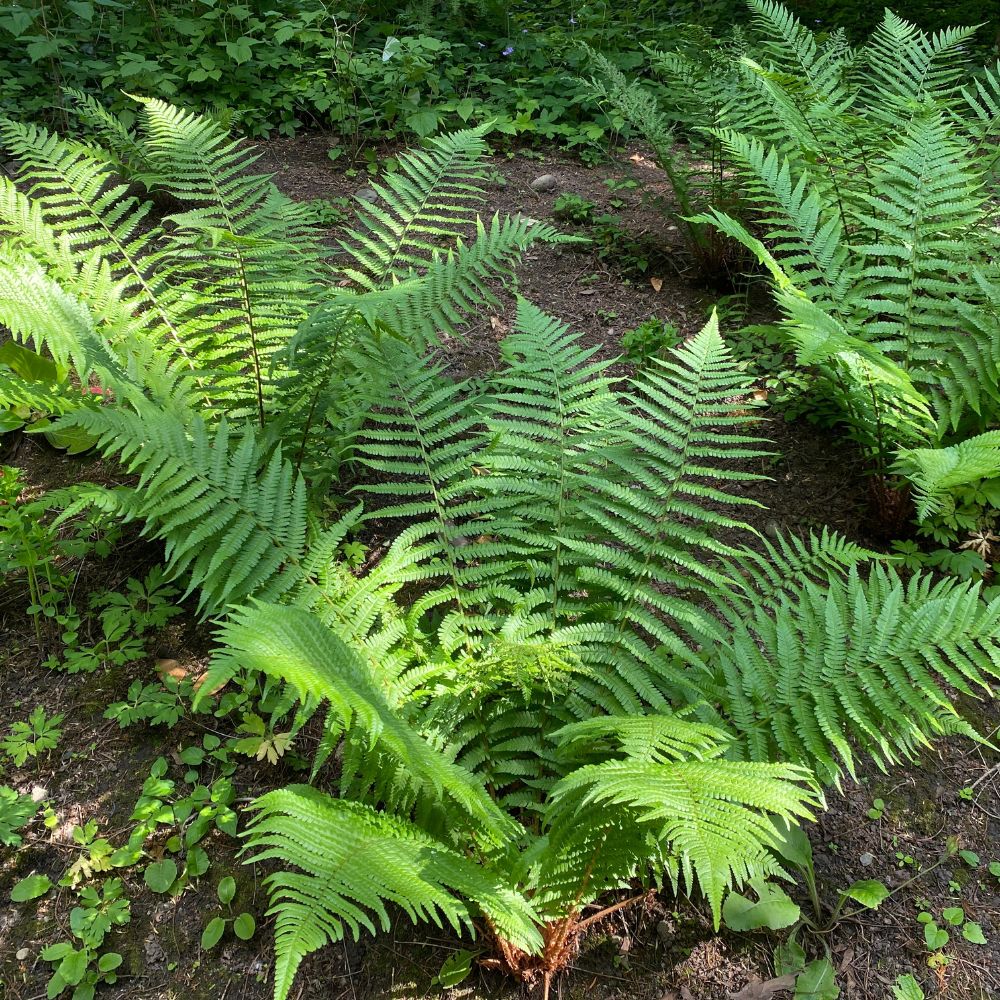 Dryopteris affinis (varen)