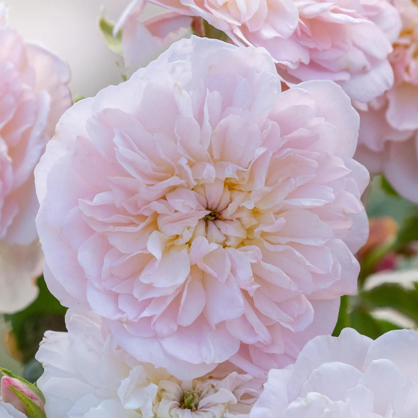 Rosa 'Elizabeth' (struikroos)
